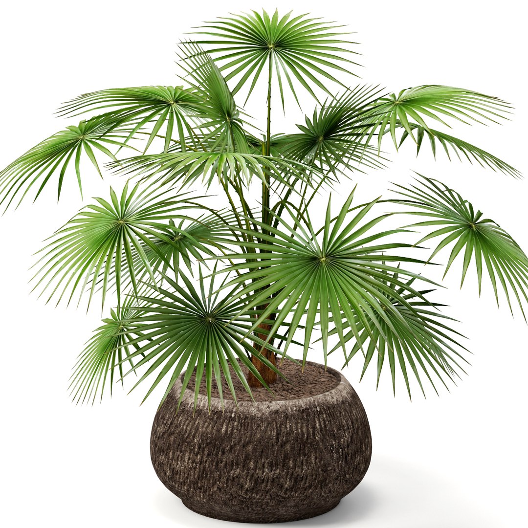 Max Palm Thrinax Radiata