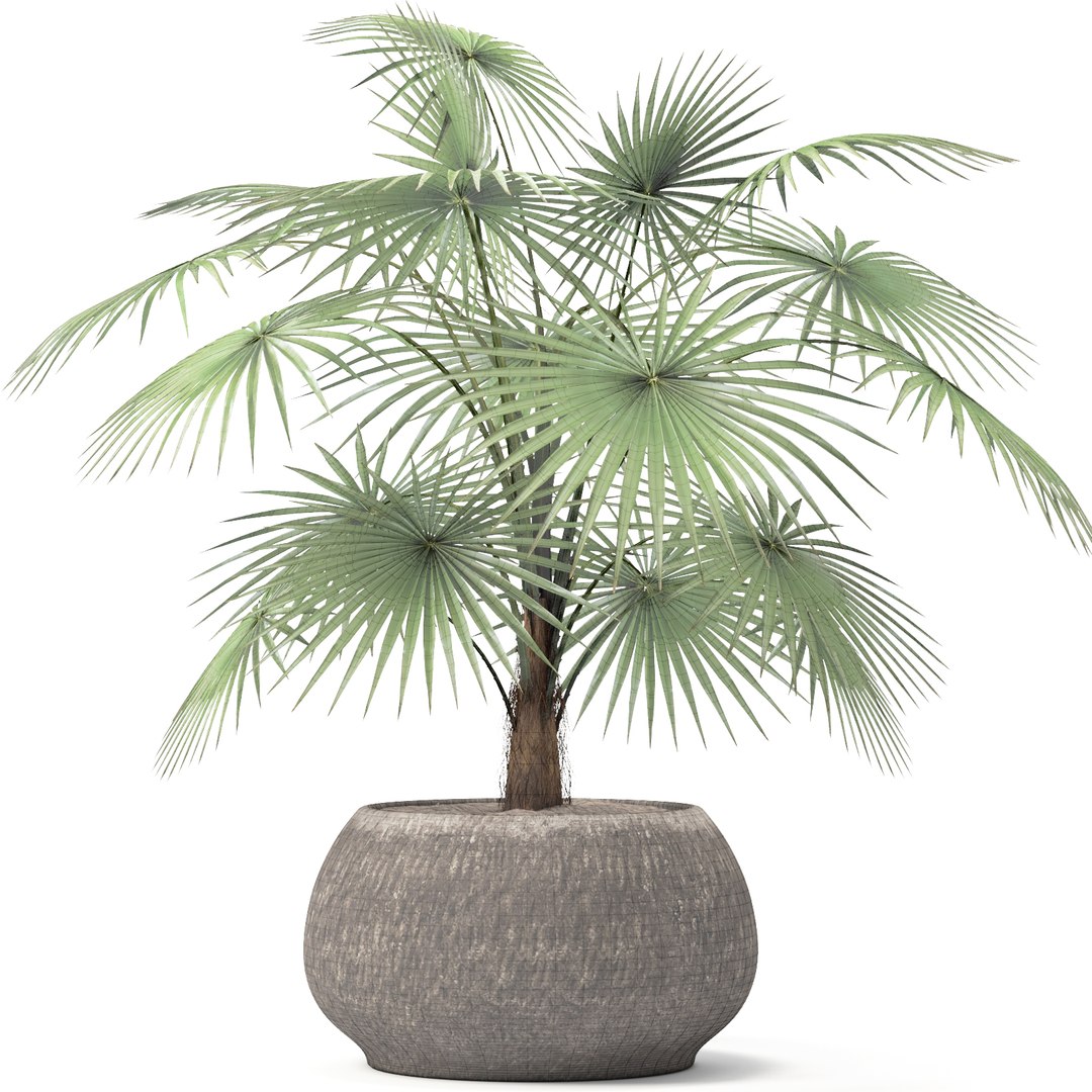 Max Palm Thrinax Radiata