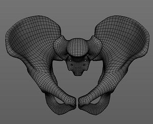 Pelvis