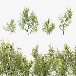 Young olive tree 3D model