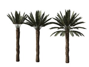3d model date palms phoenix dactilifera
