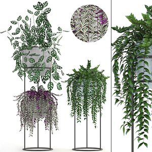 3D plants tradescantia zebrina