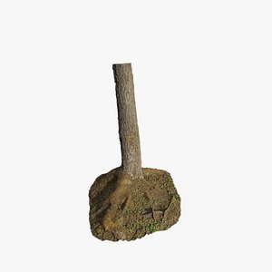 3D Anydrafts Abies Trunk 09