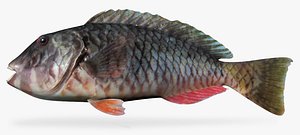 yellowtail parrotfish fbx