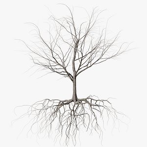 3D maple dry 2 tree bark