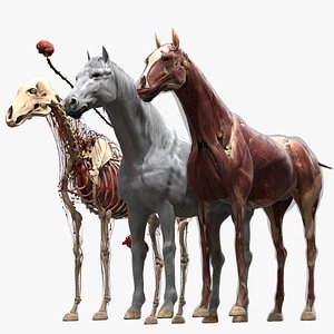 Horse Anatomy