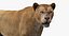 3D Lioness Rigged FUR