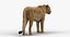 3D Lioness Rigged FUR