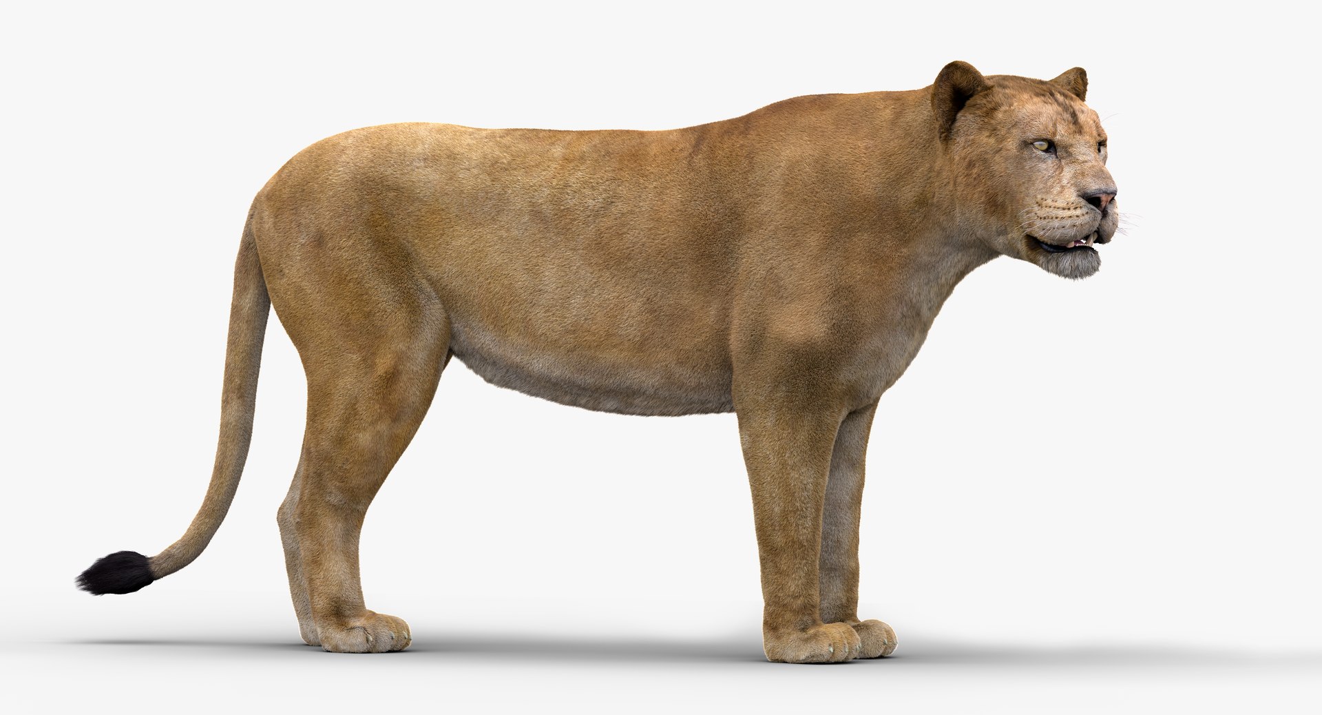 3D Lioness Rigged FUR https://p.turbosquid.com/ts-thumb/FE/LXS4bO/ZR/b001_3/png/1626531729/1920x1080/fit_q87/929bd6ab2cab932bfbc65b3fcf0440f237727dfe/b001_3.jpg