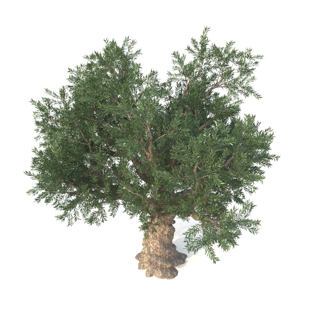 3D Olive Tree Model - TurboSquid 1363596