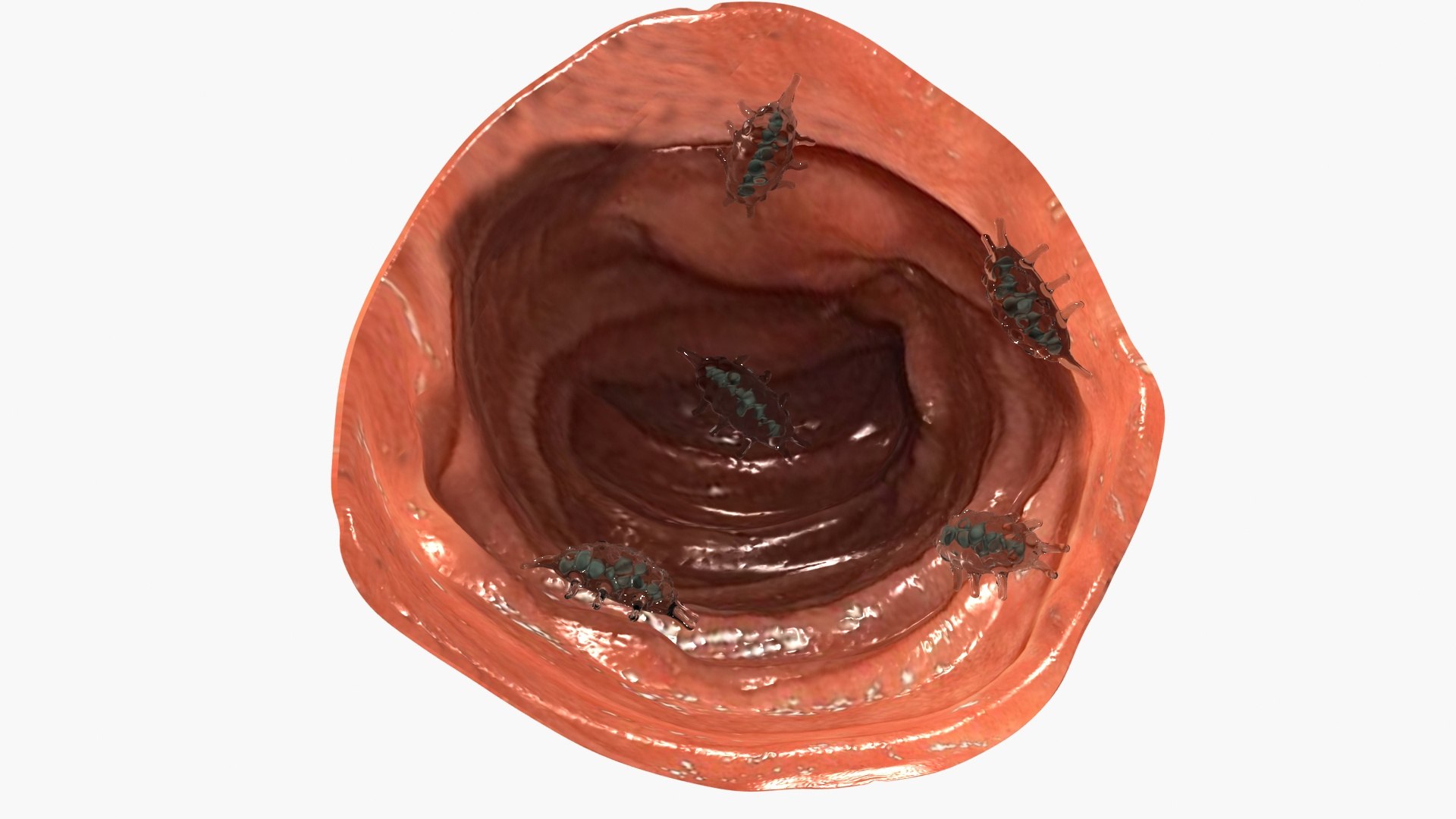 Entamoeba parasite 3D model https://p.turbosquid.com/ts-thumb/FE/OmTURx/Cm/ps3/jpg/1788442426/1920x1080/fit_q87/a0fda7fc304b56c92548be1d52598f048969affc/ps3.jpg