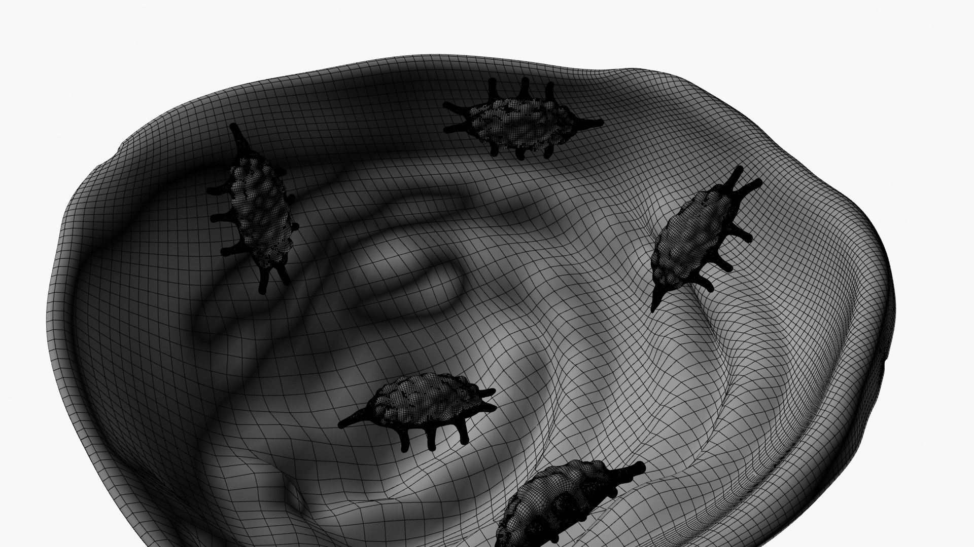 Entamoeba parasite 3D model https://p.turbosquid.com/ts-thumb/FE/OmTURx/Dz/wireframe/jpg/1788442463/1920x1080/fit_q87/97c88f26639dbc87ba5902174d13e07f36340798/wireframe.jpg