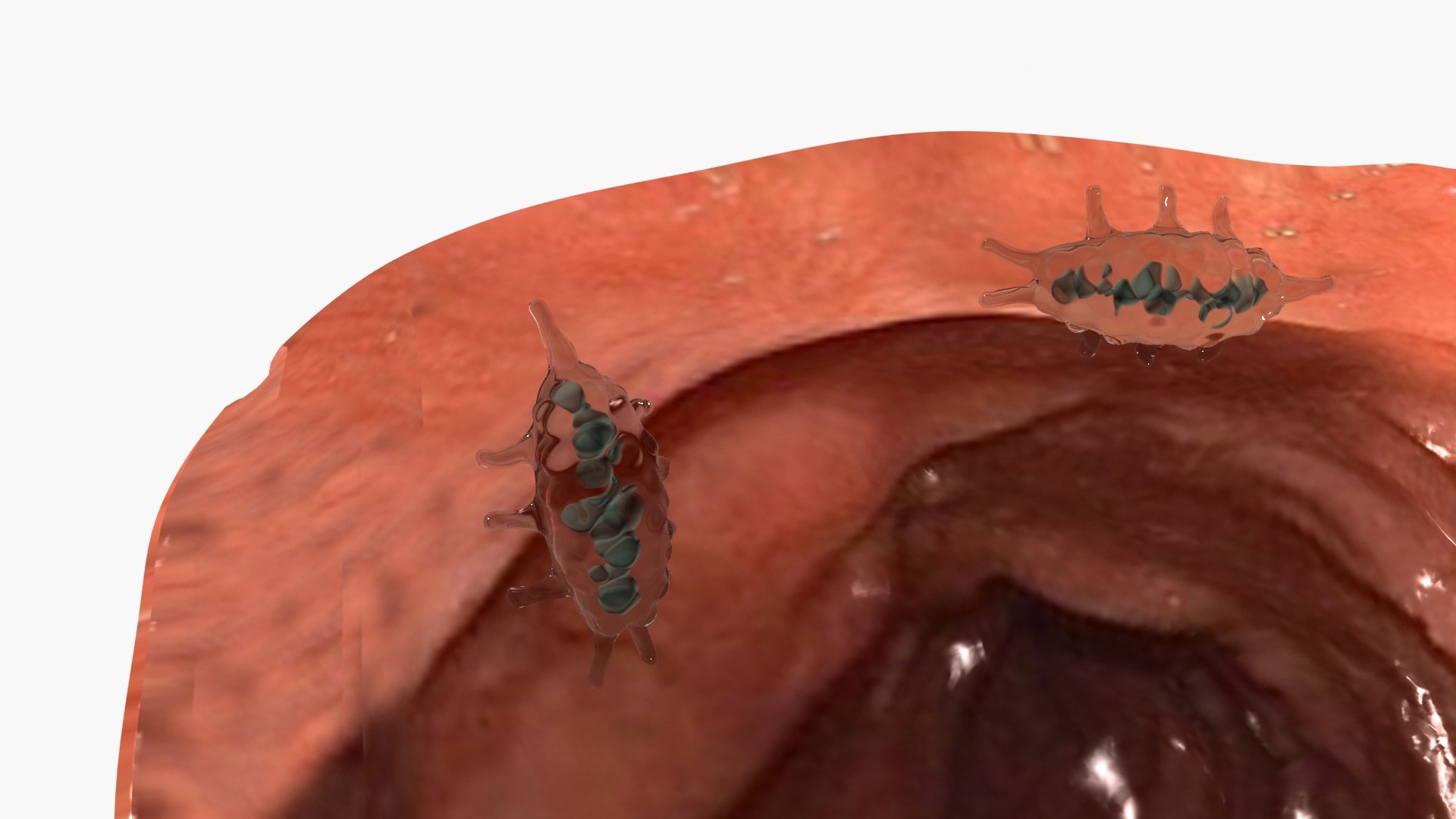 Entamoeba parasite 3D model https://p.turbosquid.com/ts-thumb/FE/OmTURx/oT/ps5/jpg/1788442441/1920x1080/fit_q87/1c57d6a03518d4a9f7961b79c196a46ec6227472/ps5.jpg