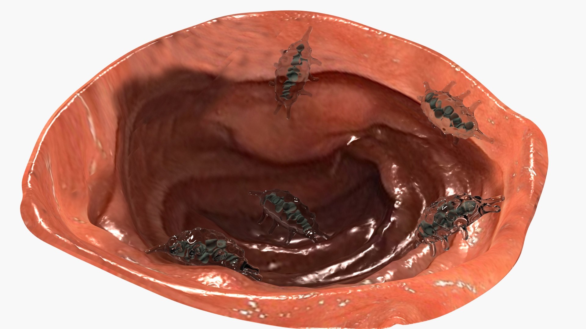 Entamoeba parasite 3D model https://p.turbosquid.com/ts-thumb/FE/OmTURx/tK/ps2/jpg/1788442421/1920x1080/fit_q87/c3bf080d61723711fd58b4d7780846b809e9c930/ps2.jpg
