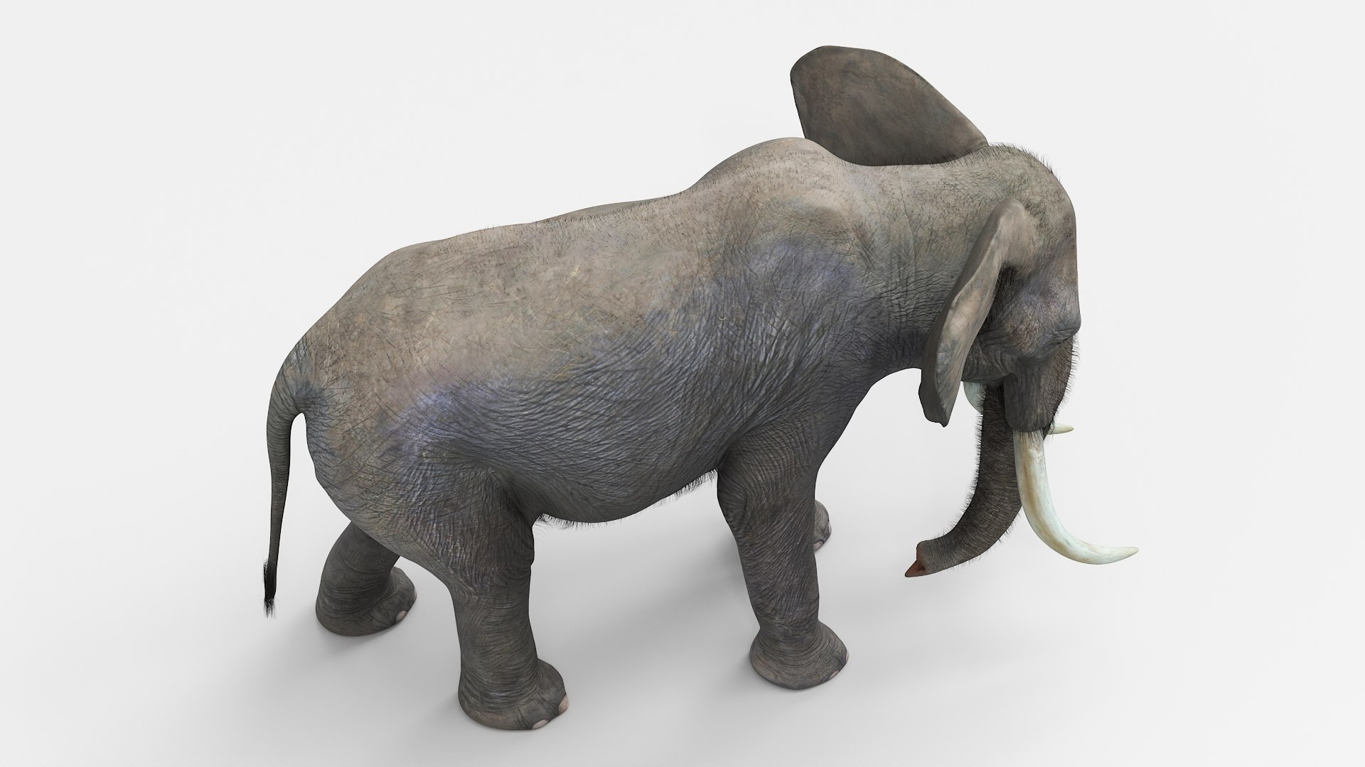 African Elephant Fur Rigged For Maya 3D Model - TurboSquid 2550665