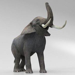 African Elephant Fur Rigged For Maya 3D model