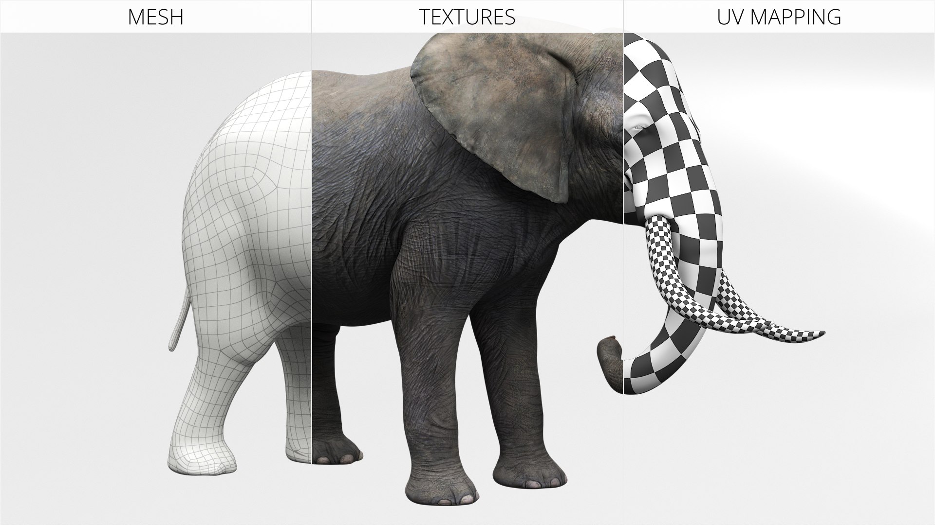 African Elephant Fur Rigged For Maya 3D Model - TurboSquid 2550665