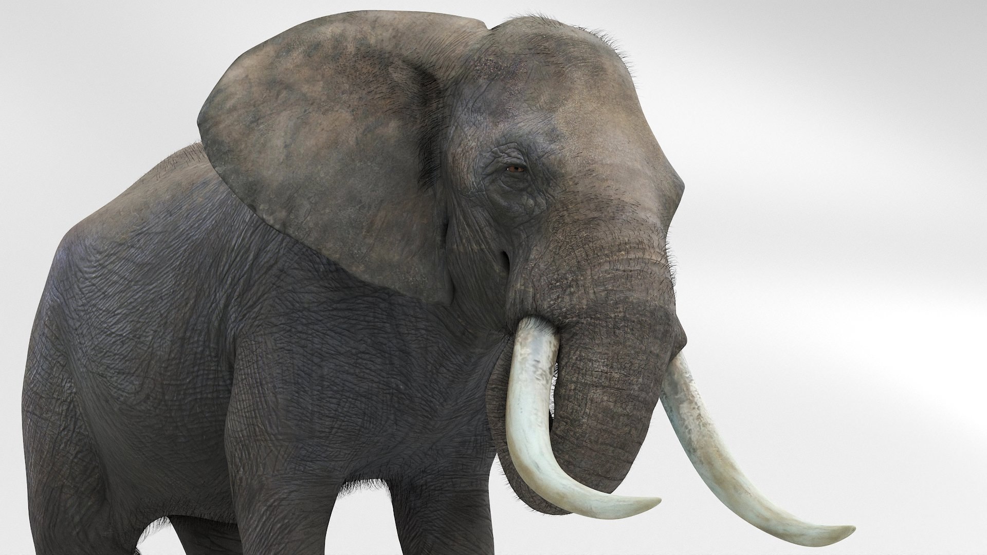 African Elephant Fur Rigged For Maya 3D Model - TurboSquid 2550665