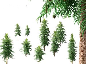 Wollemia nobilis - Wollemi pine