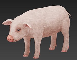 pig 3D