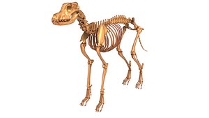 Realistic Dog Skeleton