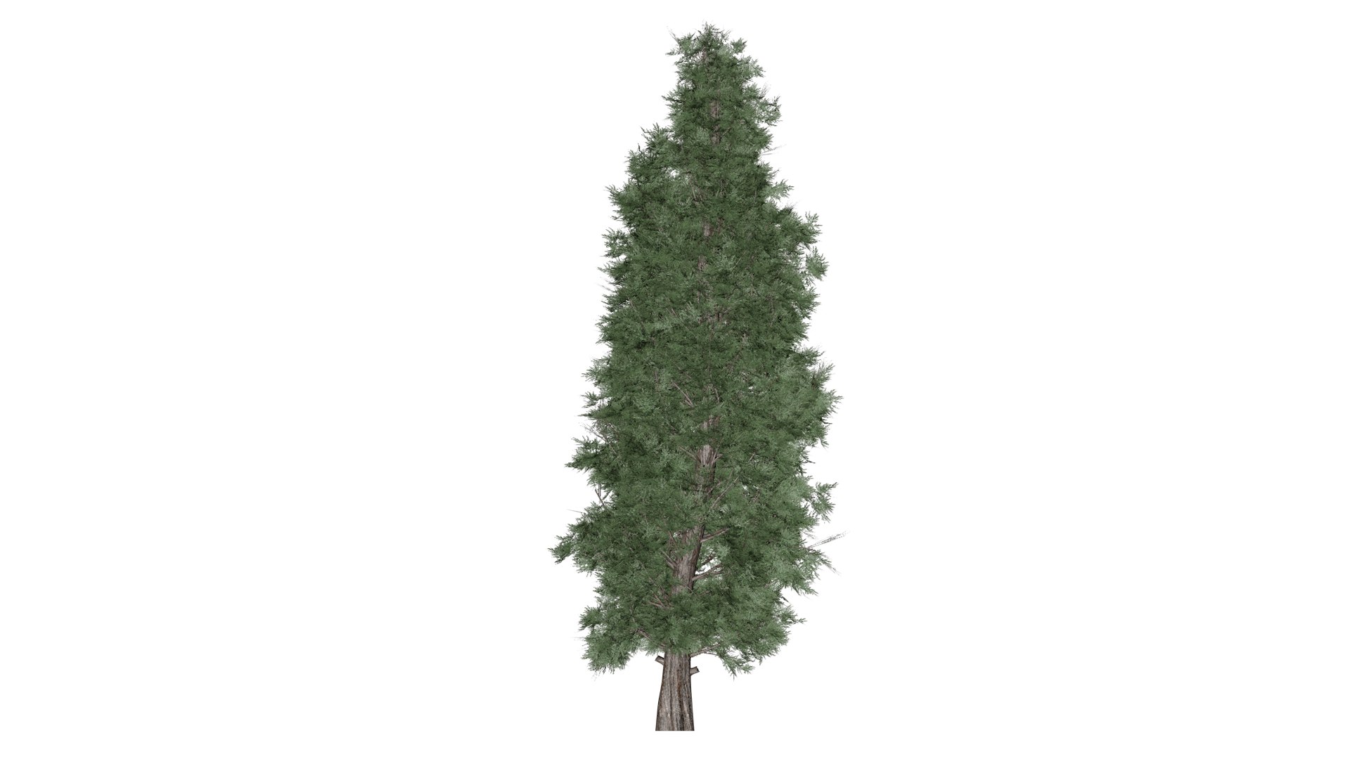 Eastern Red Cedar Tree - 05 - 3D Model - TurboSquid 2373443