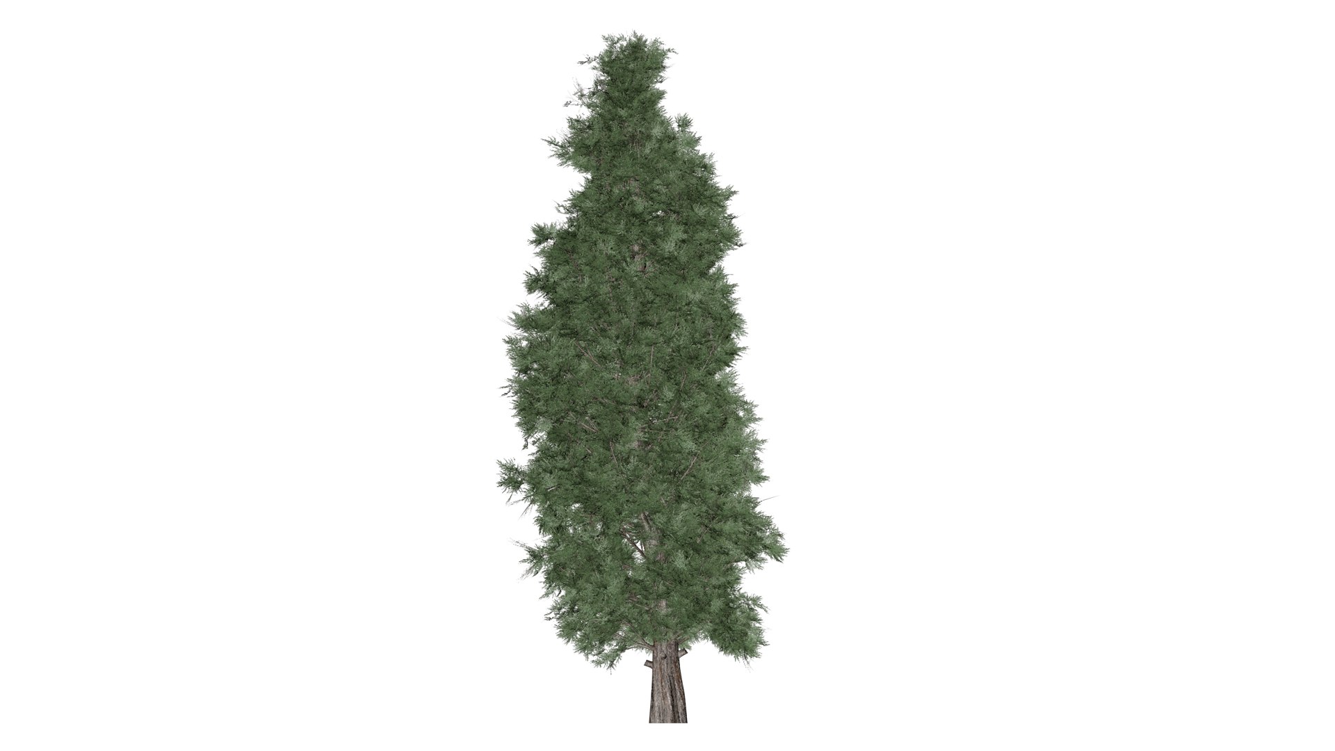 Eastern Red Cedar Tree - 05 - 3D Model - TurboSquid 2373443