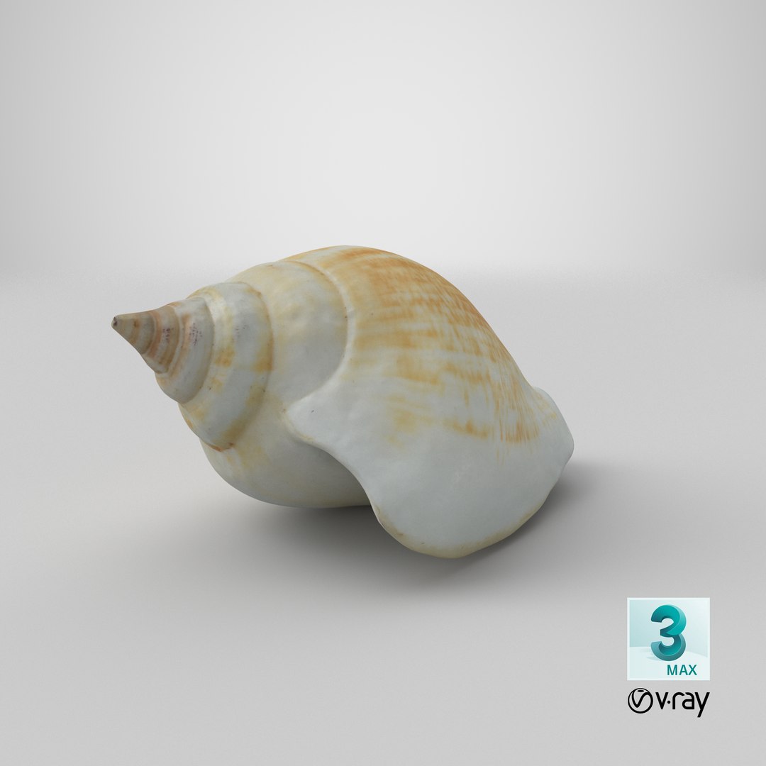 3D Sea Shell Seashell - TurboSquid 1701410