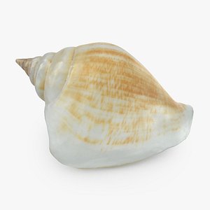 3D sea shell seashell