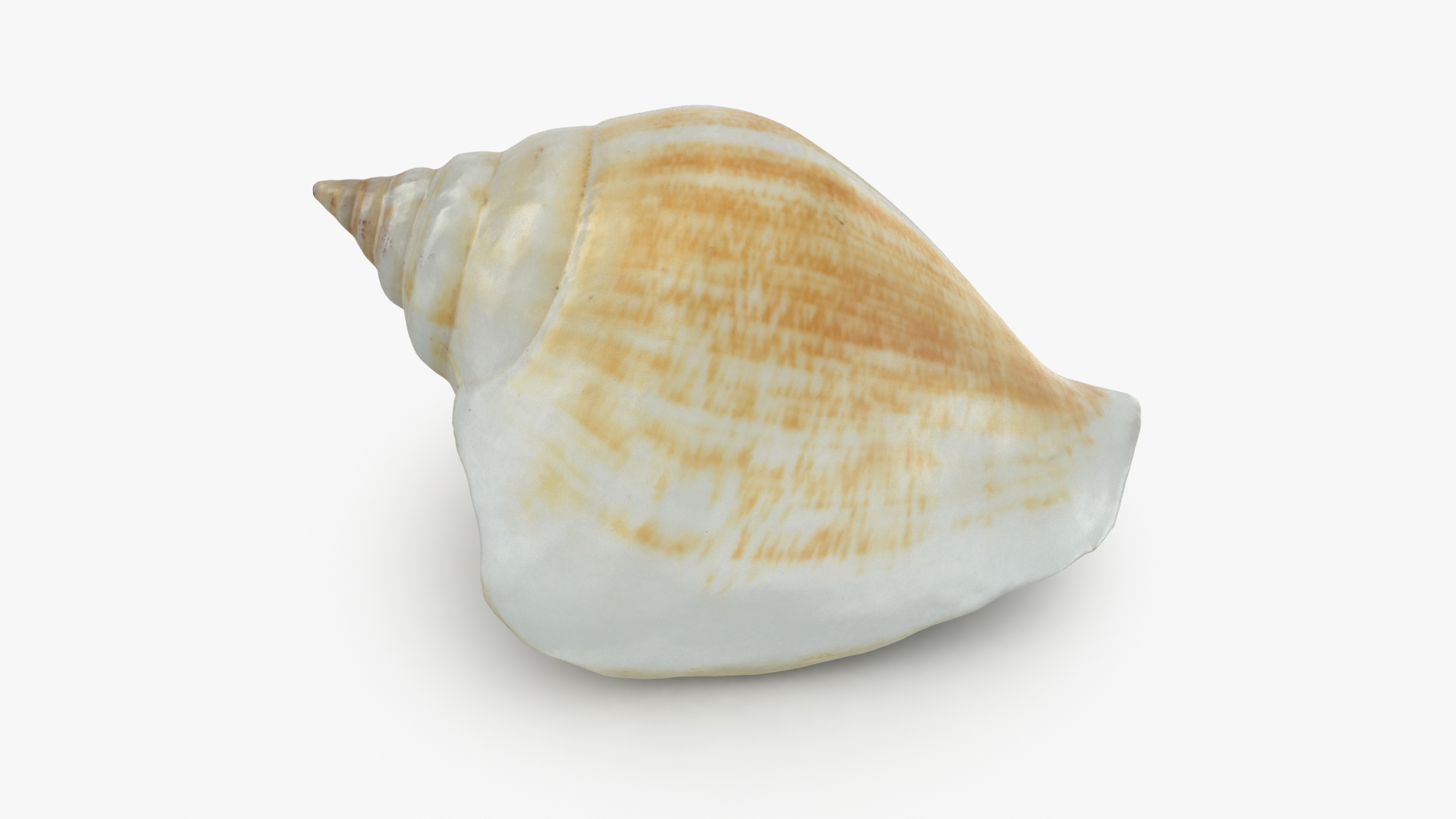 3D Sea Shell Seashell - TurboSquid 1701410