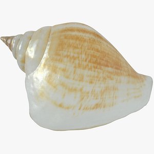 3D sea shell seashell