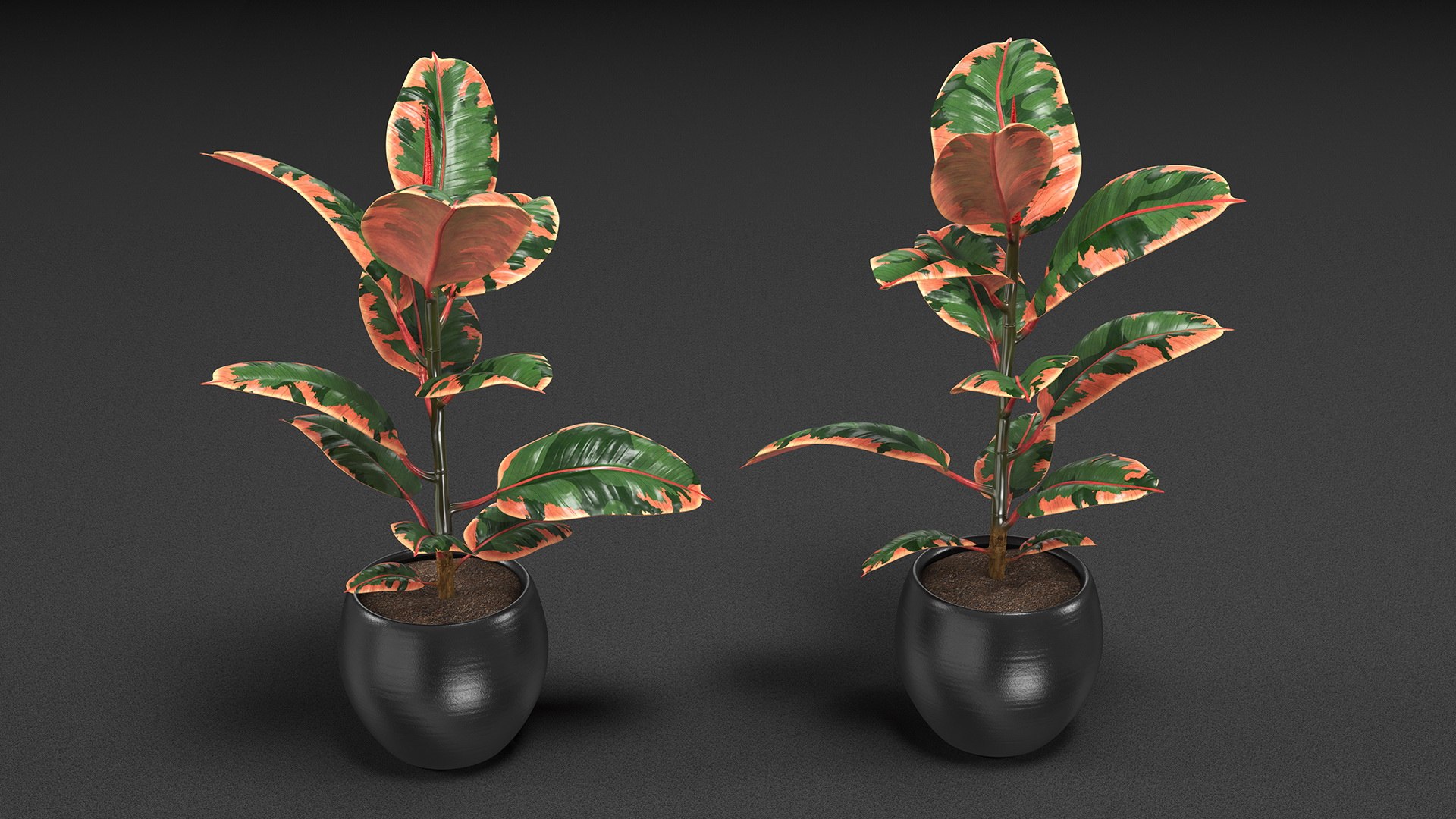ficus elastica ruby pot 3D model https://p.turbosquid.com/ts-thumb/FE/oqX7ht/2e0acrT5/ficuselasticarubyinpot3dsmodel006/jpg/1608292593/1920x1080/fit_q87/b5dfdac88c89ac16755656d9788c76575076fc4a/ficuselasticarubyinpot3dsmodel006.jpg
