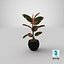 Ficus Elastica Ruby en maceta