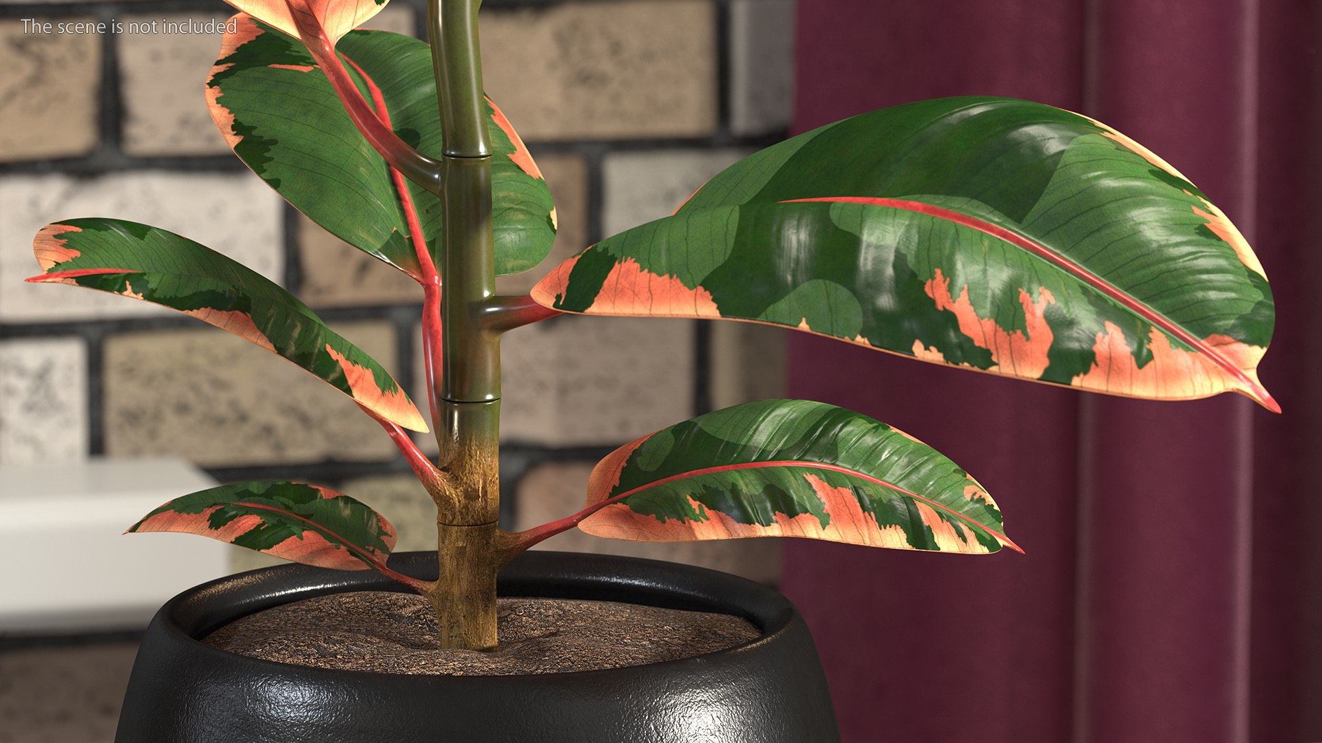 ficus elastica ruby pot 3D model https://p.turbosquid.com/ts-thumb/FE/oqX7ht/JI1jXxBY/ficuselasticarubyinpot3dsmodel005/jpg/1608292572/1920x1080/fit_q87/c14b4bc634b3e9748ede69eefef7898396074f15/ficuselasticarubyinpot3dsmodel005.jpg