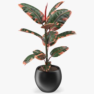 Ficus Elastica Ruby in Pot