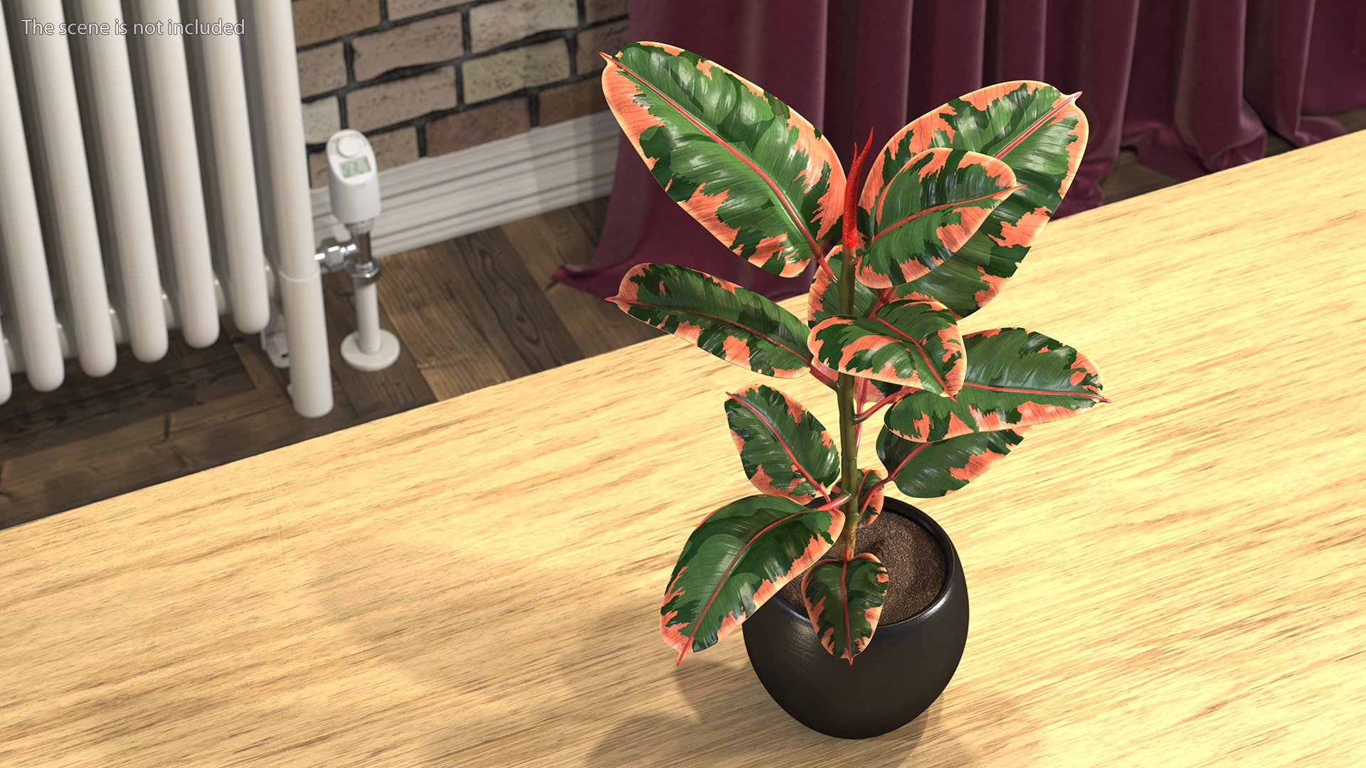 ficus elastica ruby pot 3D model https://p.turbosquid.com/ts-thumb/FE/oqX7ht/bVgPR78M/ficuselasticarubyinpot3dsmodel003/jpg/1608292548/1920x1080/fit_q87/c7b22e87a79a0c4e87557a716fce3ece9c8e28be/ficuselasticarubyinpot3dsmodel003.jpg