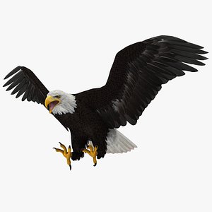 Haliaeetus Leucocephalus 'Bald Eagle'
