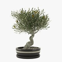 Bonsai Olive Tree