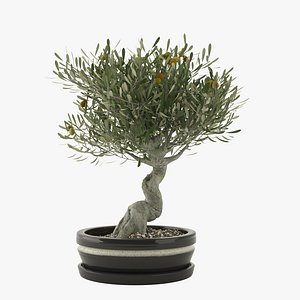 Bonsai Olive Tree
