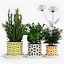 orla kiely pot plant 3d obj