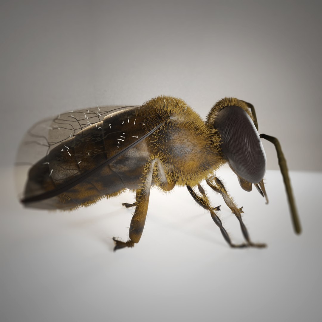 3D Bee Insect Model - TurboSquid 1548505