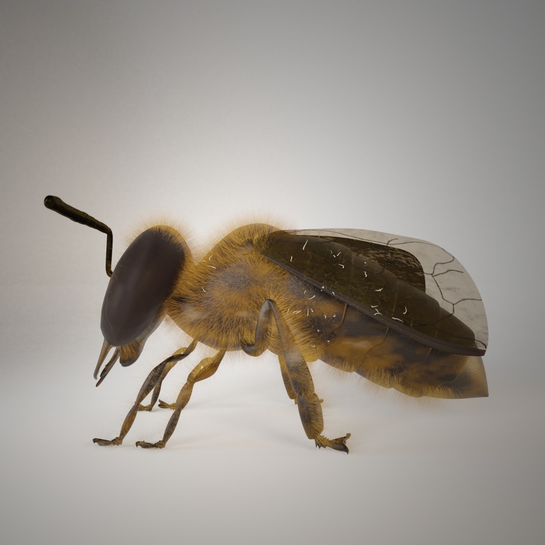 3D Bee Insect Model - TurboSquid 1548505