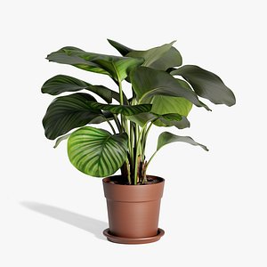 Calathea orbifolia