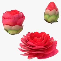 Bud Bloom Evolution
