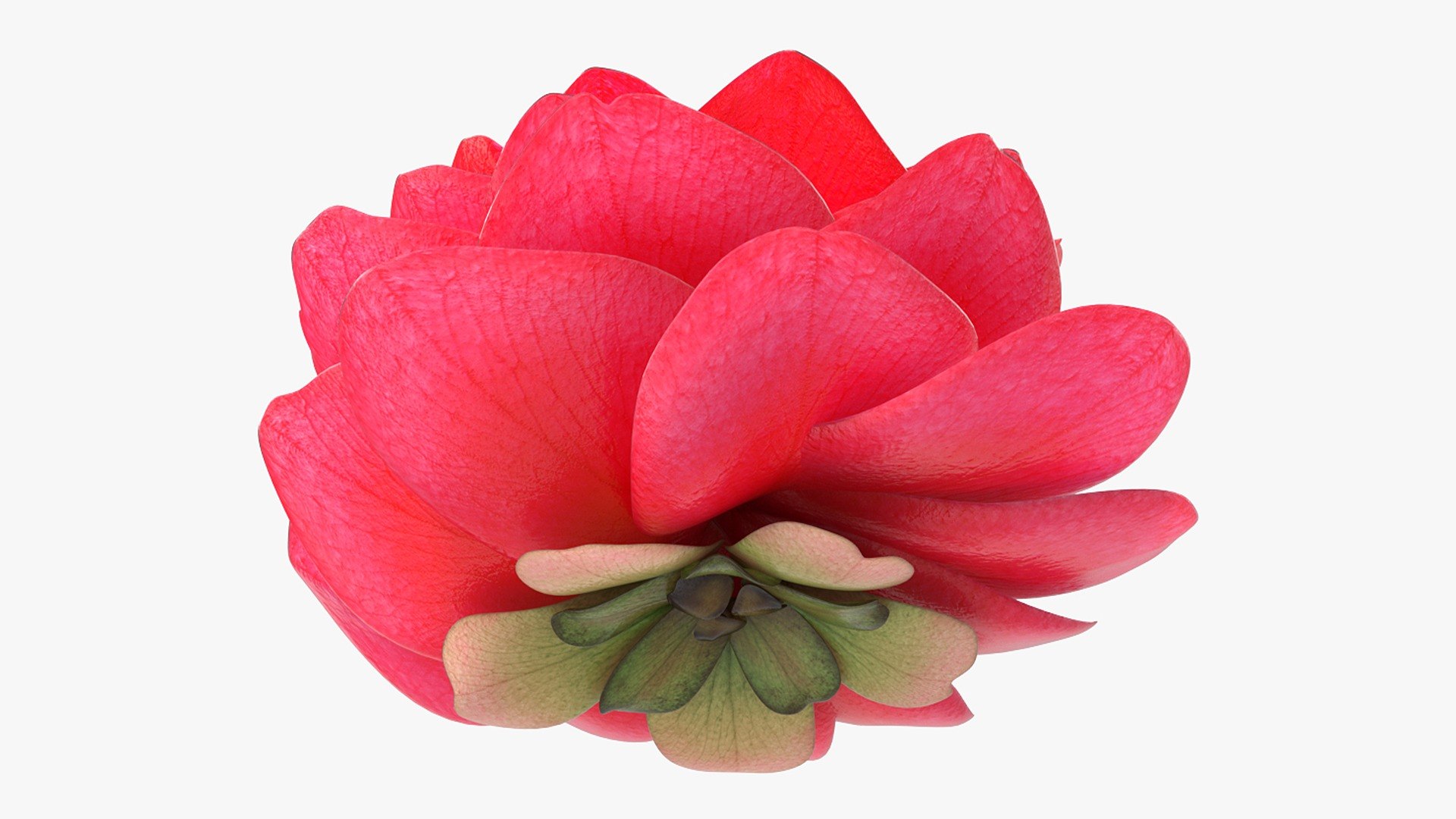 Bud Bloom Evolution 3D model https://p.turbosquid.com/ts-thumb/FG/EdfPOa/dP/uvdderpjphp9e4v5_bud_blossoms_0004/jpg/1775502153/1920x1080/fit_q87/47570736b10aa146338393f8a64d0bf1040aba5c/uvdderpjphp9e4v5_bud_blossoms_0004.jpg
