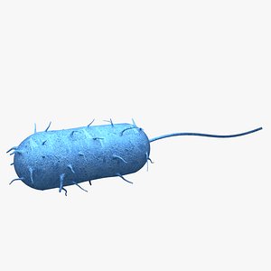 Bacteria
