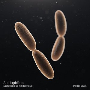 Acidophilus - Lactobacillus Acidophilus