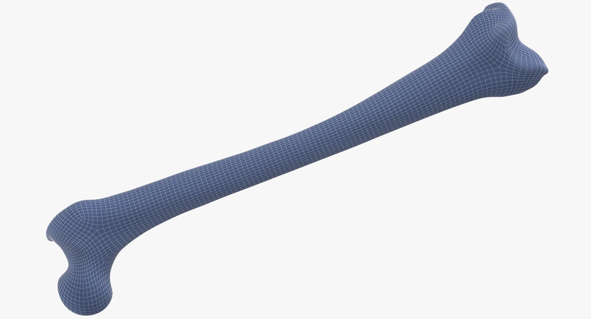 3D human femur bone 01 https://p.turbosquid.com/ts-thumb/FG/uFpjIu/8Al9m5L3/human_femur_bone_01_wireframe_01_0007/jpg/1562072721/1920x1080/fit_q87/22979d7cb26dc0d5c0acc8ebd79248e0f0de8887/human_femur_bone_01_wireframe_01_0007.jpg