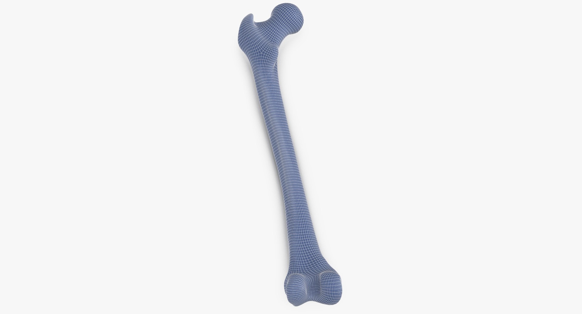 3D human femur bone 01 https://p.turbosquid.com/ts-thumb/FG/uFpjIu/95Ksusa7/human_femur_bone_01_wireframe_01_0003/jpg/1562072721/1920x1080/fit_q87/194799565fec11b08a75c9c7f4bc0179f943de91/human_femur_bone_01_wireframe_01_0003.jpg