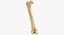 Human Femur Bone 01